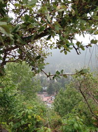 Scenic view of flowering trees and plants