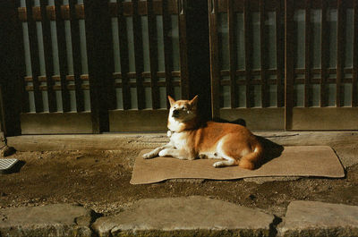 Cat in pen