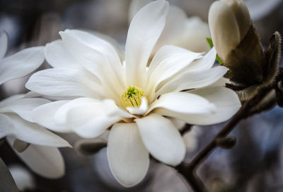 Close-up of white flowering plant