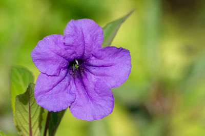 Close-up of purple flowering plant