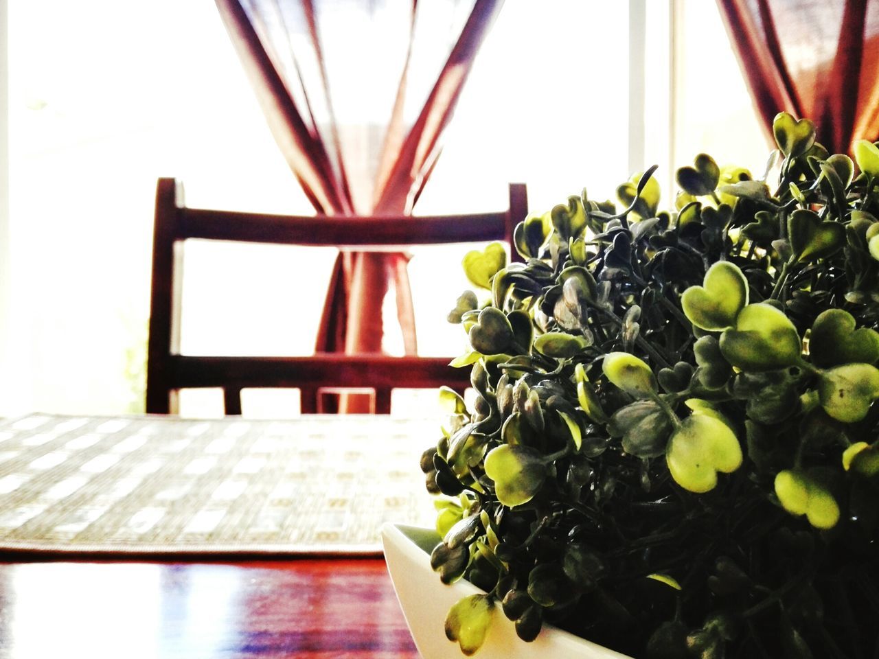 no people, growth, plant, healthy eating, close-up, nature, day, indoors, freshness