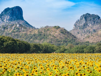 View of yellow flowers growing on field against mountain