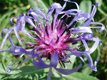 Close-up of purple flowers