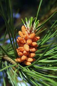 Close-up of pine cone on tree