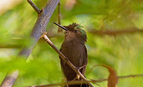 Close-up of antillean crested hummingbird perching on branch