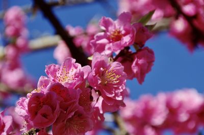 Close-up of pink cherry blossom