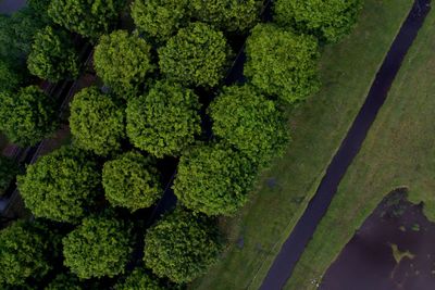 Close-up of vegetables