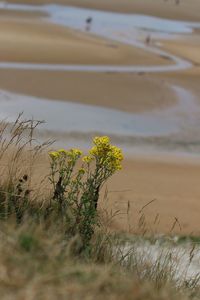 Plants growing on land