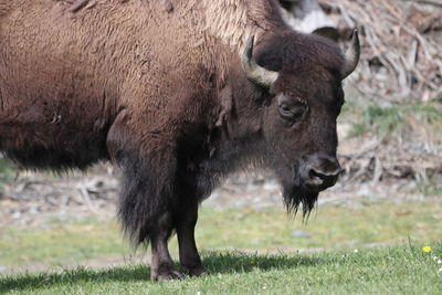 Bison orana park