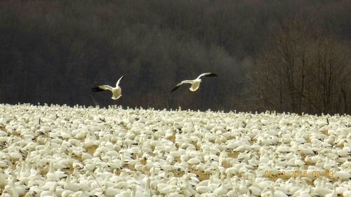 Birds in flight