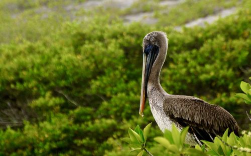 Close-up of pelican on field