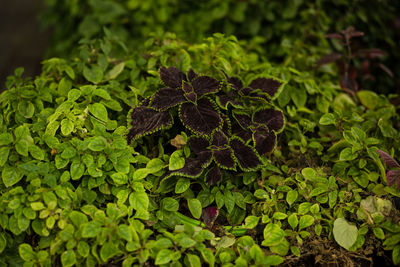 High angle view of fresh green leaves on field