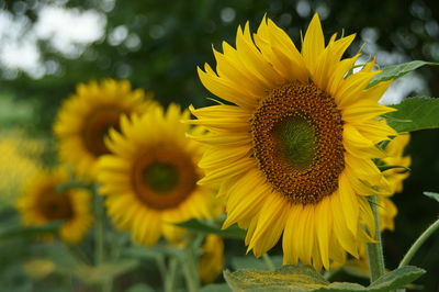 Close-up of sunflowers blooming outdoors