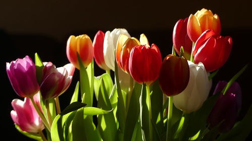 Close-up of tulips against black background