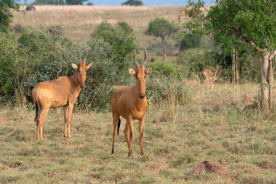 Hartebeest, alcelaphus lelwel, murchison falls national park, uganda