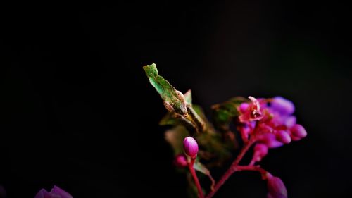 Close-up of ghost mantis on flowering plant 