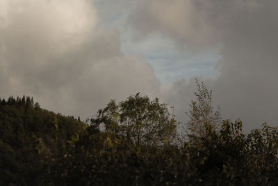 Low angle view of trees against sky