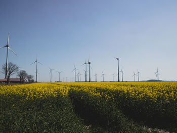 Yellow flowers on field against clear sky