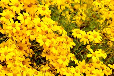 High angle view of yellow flowering plants