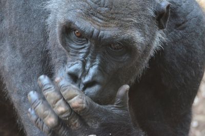 Close-up portrait of monkey