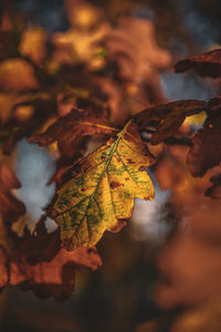 Close-up of dry maple leaves on tree