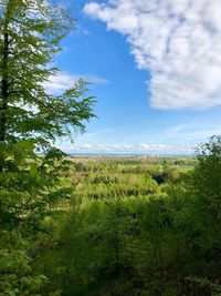 Scenic view of trees on field against sky