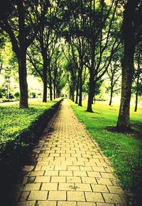 Narrow pathway along trees