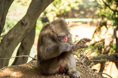 Monkey sitting on branch