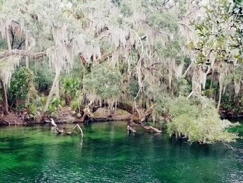 Scenic view of lake in forest