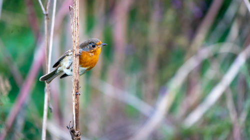 Close-up of bird perching on plant