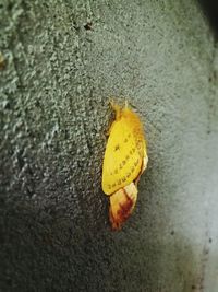 Close-up high angle view of yellow leaf