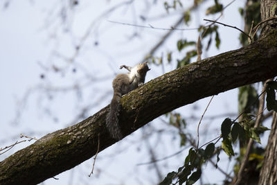 Low angle view of monkey on tree