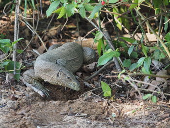 High angle view of lizard on field
