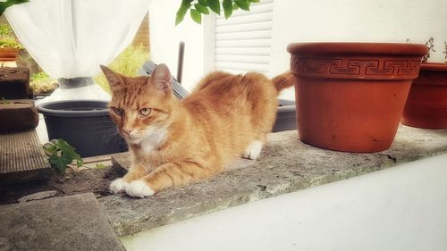 Cat looking away in a pot
