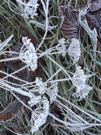 Close-up of frozen tree