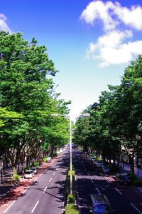 Empty road along trees