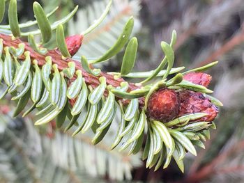 Close-up of fruits hanging on tree