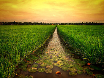 Scenic view of agricultural field against sky during sunset