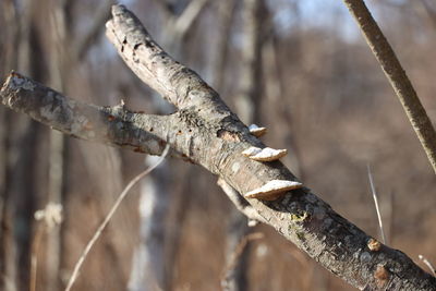 Close-up of tree trunk in forest