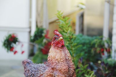 Close-up of rooster