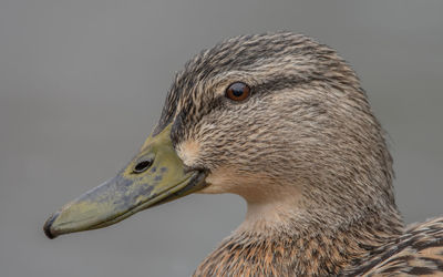 Close-up of duck