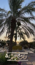 Palm trees in park against sky