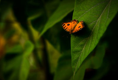 Close-up of ladybug on leaf