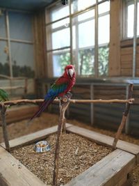 View of parrot perching on window