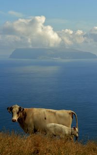 Dog by sea against sky