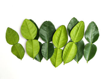 Close-up of green leaves against white background