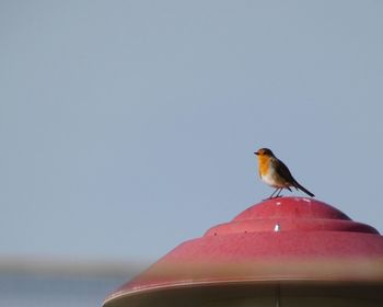 Low angle view of bird perching on the sea