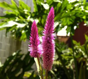 Close-up of pink flowers