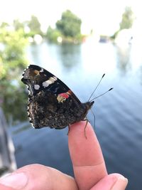 Close-up of butterfly on hand