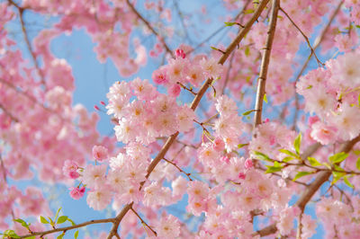 Close-up of pink cherry blossoms in spring